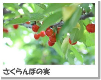 さくらんぼの実