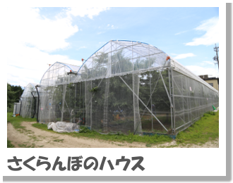 さくらんぼのハウス